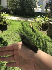 Chionomesa fimbriata