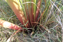 Xyris laxifolia iridifolia
