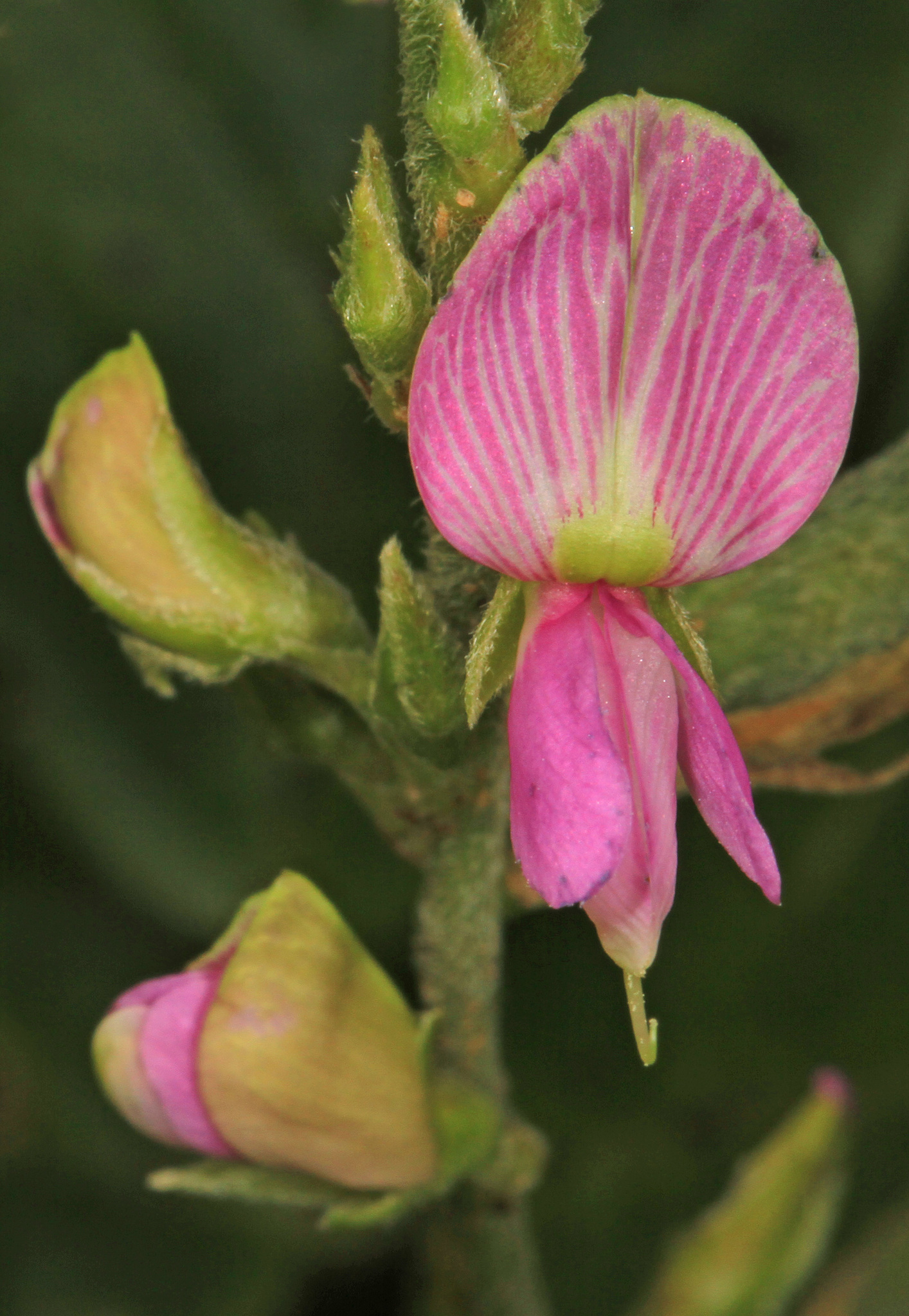 Galactia striata