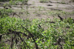 Serpophaga hypoleuca