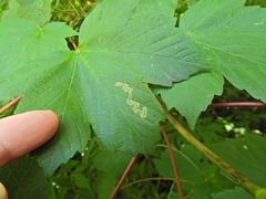 Stigmella speciosa