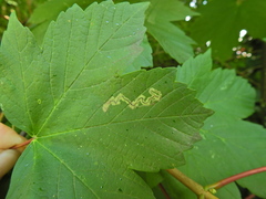 Stigmella speciosa