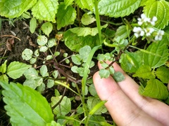 Cardamine pensylvanica