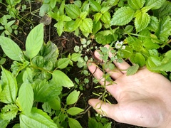 Cardamine pensylvanica