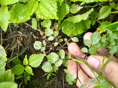 Cardamine pensylvanica