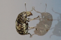Eusphyrus walshi
