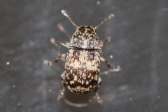 Eusphyrus walshi