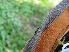 Agrilus obsoletoguttatus