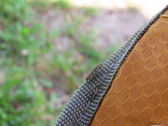 Agrilus obsoletoguttatus