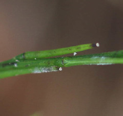 Erysiphe cruciferarum