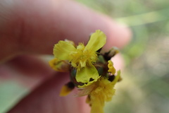 Xyris laxifolia iridifolia