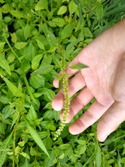 Amaranthus tuberculatus