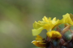 Xyris laxifolia iridifolia