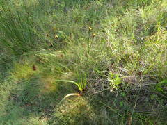 Xyris laxifolia iridifolia