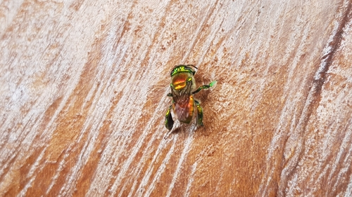 Euglossa hansoni