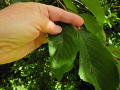 Phyllonorycter cerasicolella