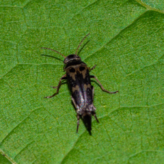 Glipa oculata