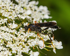 Exetastes fornicator nervulus