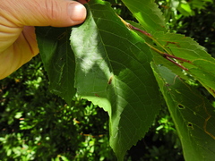 Phyllonorycter cerasicolella