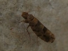 Parochmastis hilderi