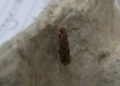 Parochmastis hilderi