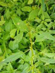 Amaranthus tuberculatus