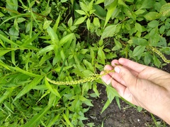 Amaranthus tuberculatus