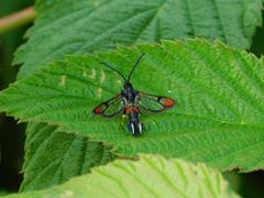 Synanthedon formicaeformis