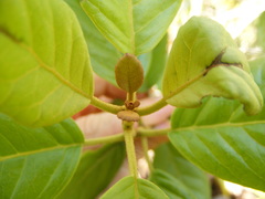 Koanophyllon hammatocladum