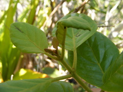 Koanophyllon hammatocladum