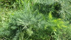 Asparagus prostratus