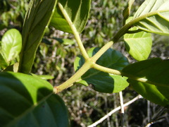 Koanophyllon hammatocladum