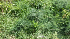 Asparagus prostratus