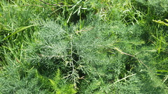 Asparagus prostratus