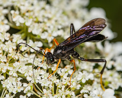 Exetastes fornicator nervulus