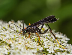 Exetastes fornicator nervulus