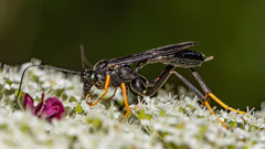 Exetastes fornicator nervulus