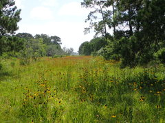 Rudbeckia texana