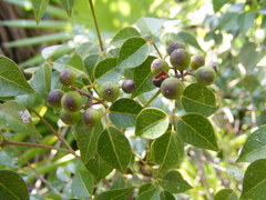 Amyris elemifera