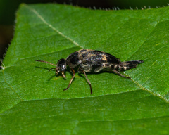 Glipa oculata