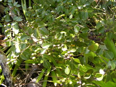 Amyris elemifera