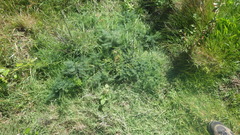 Asparagus prostratus