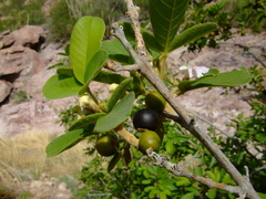 Vitex mollis