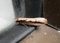 Leptocroca sanguinolenta