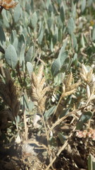 Bromus hordeaceus ferronii