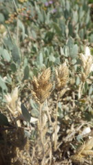 Bromus hordeaceus ferronii