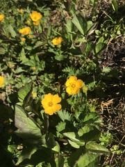 Potentilla flabellifolia