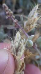 Bromus hordeaceus ferronii