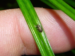 Listronotus bonariensis