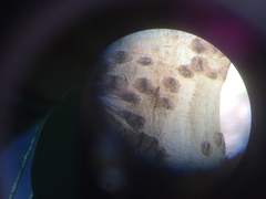 Megarhyssa nortoni